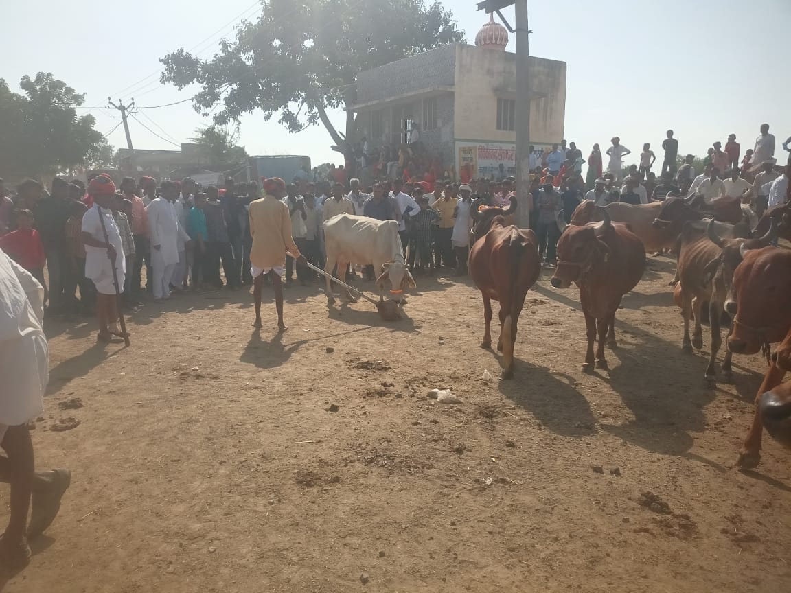Ajmer Cow fair: A sign of happiness and prosperity as soon as the white cow came out from under the ride of Dw