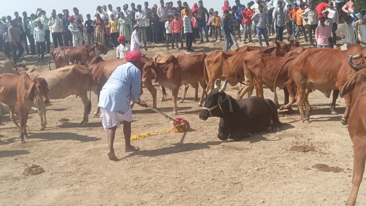 Ajmer Cow fair: A sign of happiness and prosperity as soon as the white cow came out from under the ride of Dw