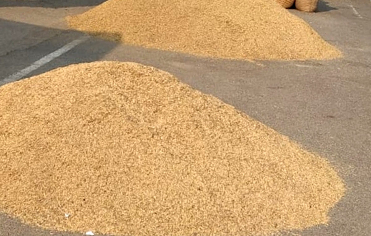 Farmers' silver due to good price of Basmati