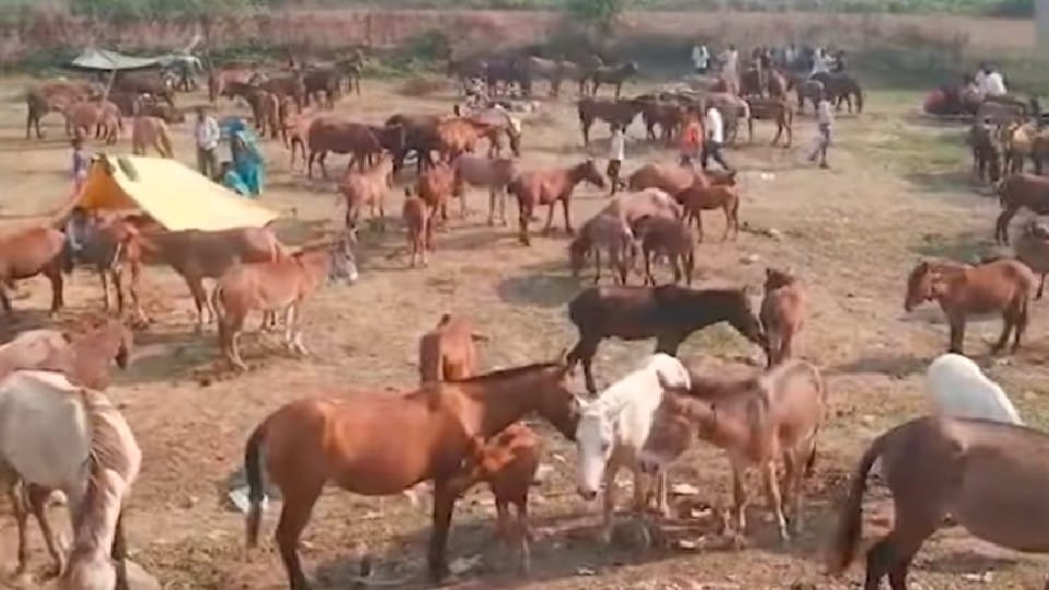 MP News: Donkeys fair in Satna, mules sold more expensive than donkeys
