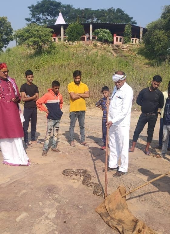 Python found in injured condition on Panchmukhi hill