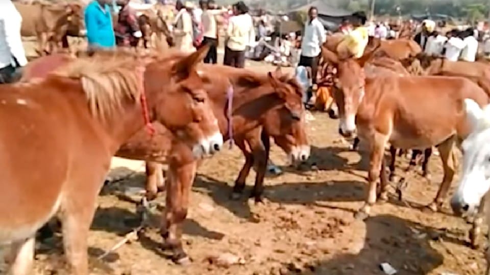 MP News: Donkeys fair in Satna, mules sold more expensive than donkeys