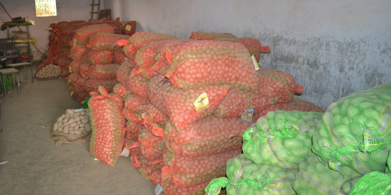 Potato will be more expensive after festivals