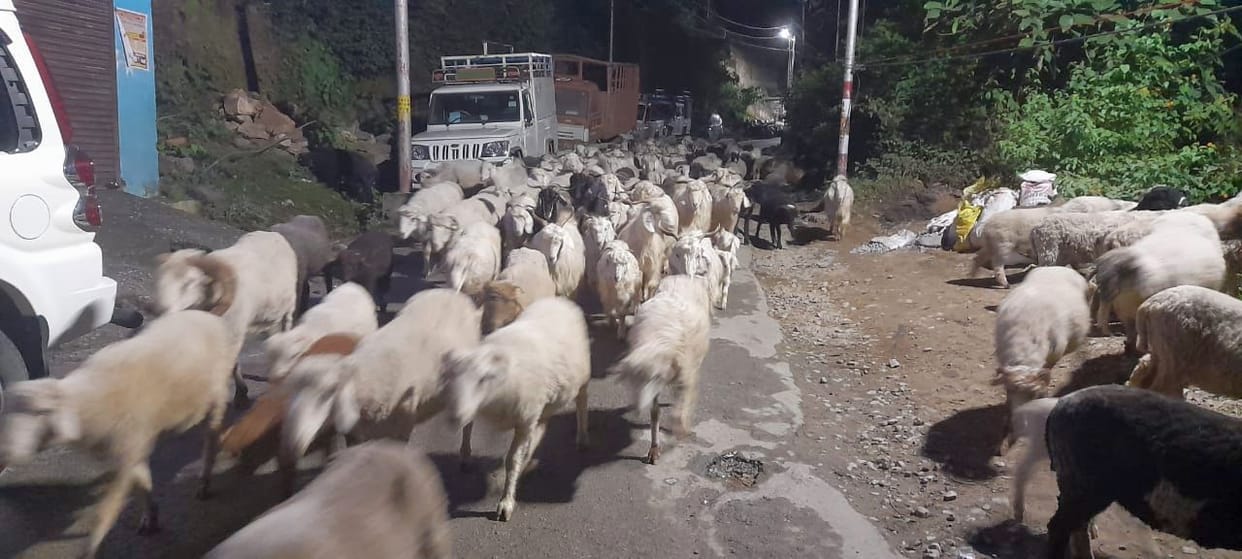 Sheepkeepers started coming towards the valleys