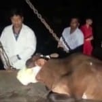 गाय के मुंह में बम फटने का मामला