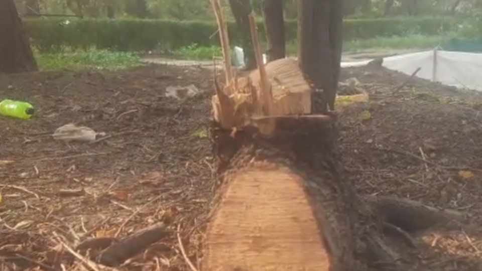 Sandalwood trees stolen from mini zoo in Bathinda