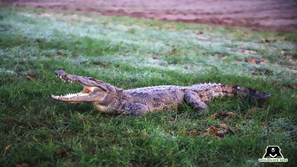 Panic spread due to arrival of giant crocodile in Kali river in etah