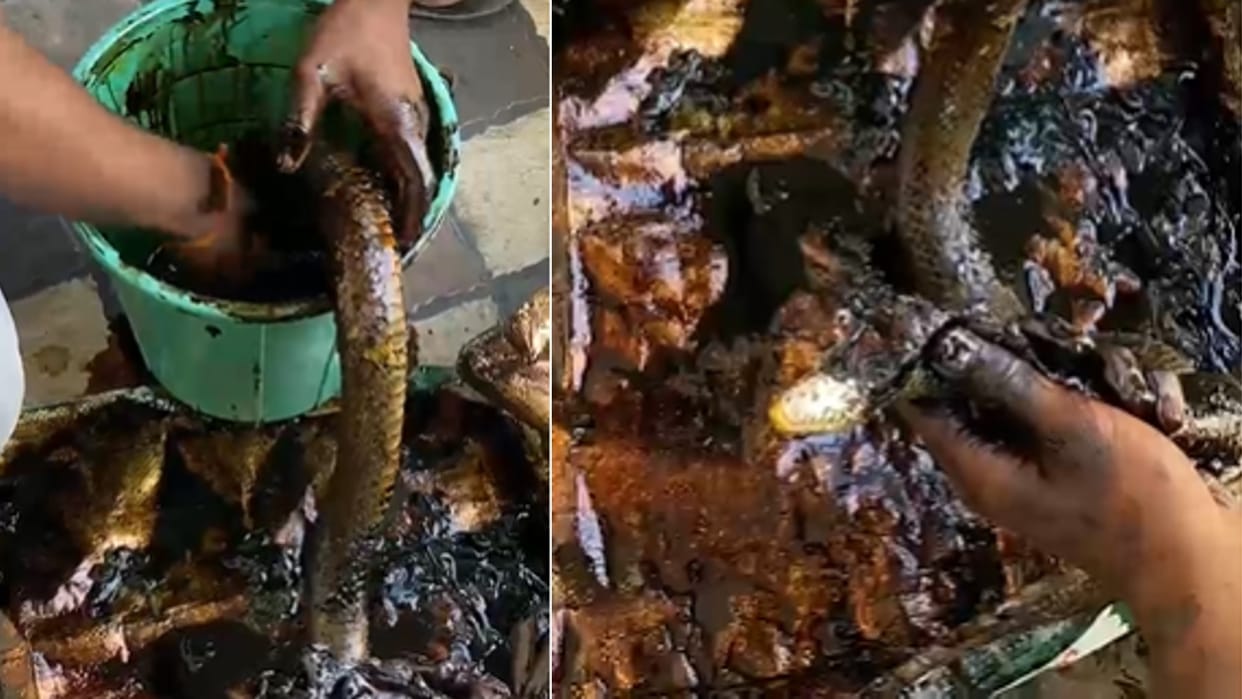 Snake entangled in asphalt in Chhindwara was rescued by Sarpa released in a safe forestmitra