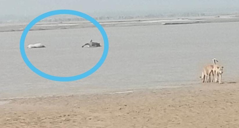 Hardoi, Carcasses of cattle found landing in the Ganges