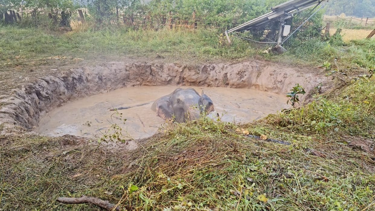 three elephants fell into well In Dhamtari district s Dugli forest range forest department rescued