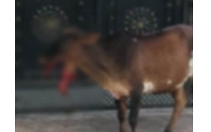 Cows jaws were blown off due to bomb blast in Kanpur
