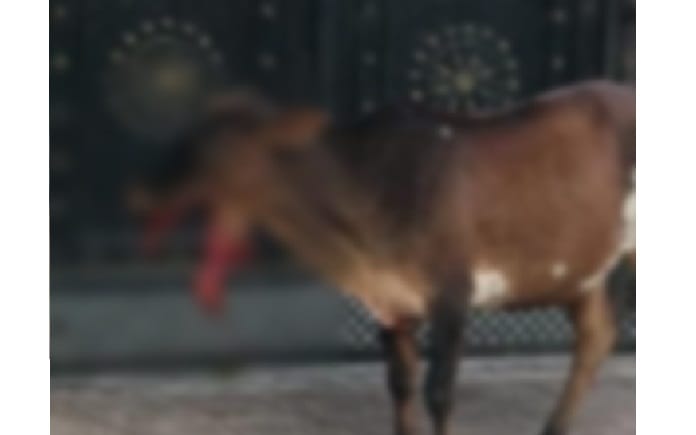 Cows jaws were blown off due to bomb blast in Kanpur