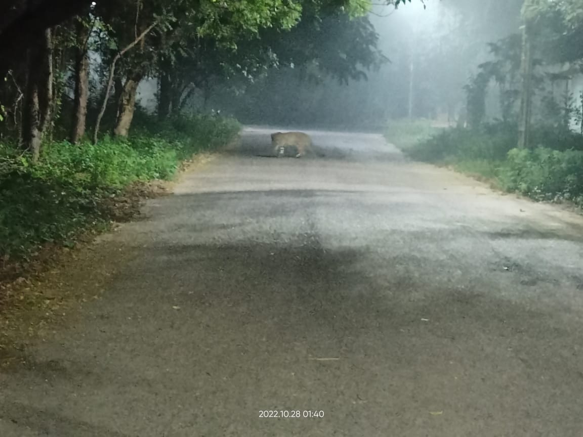 Leopard seen again after 12 days in kanpur, panic in Nouraikheda as well
