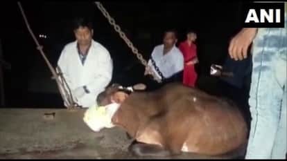 गाय के मुंह में बम फटने का मामला