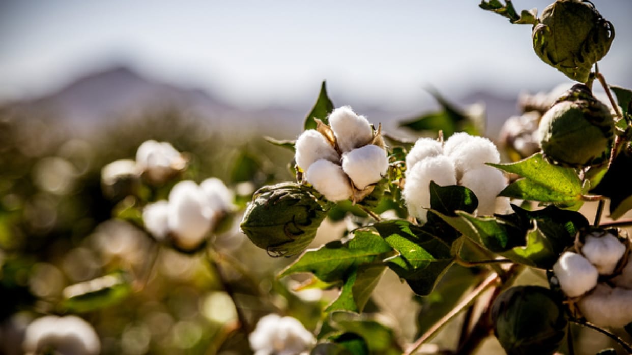 Suspecting cotton theft in Khargone youth tied up with pole case registered against seven people