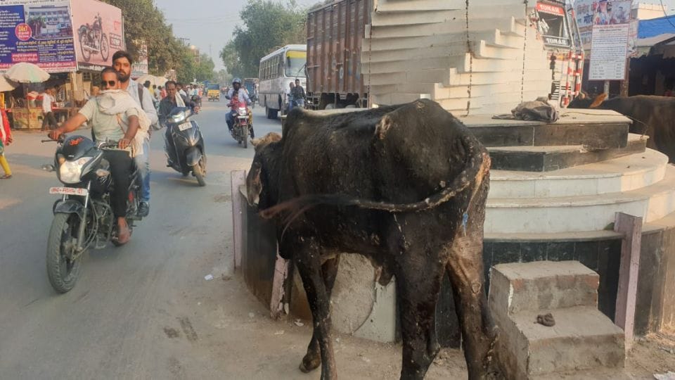 more than 50 cows dies due to Lumpy virus in ten days in Shamsabad Agra