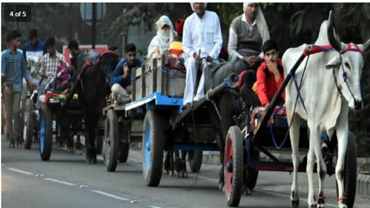 Decision of Hapur officials changed, Minister said devotees will be able to take buffalo-budgie to Ganga fair