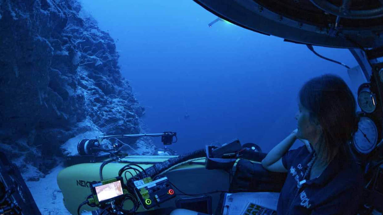 Ravenous Shark’s World Found in Maldives Ocean Know Interesting Facts in Hindi
