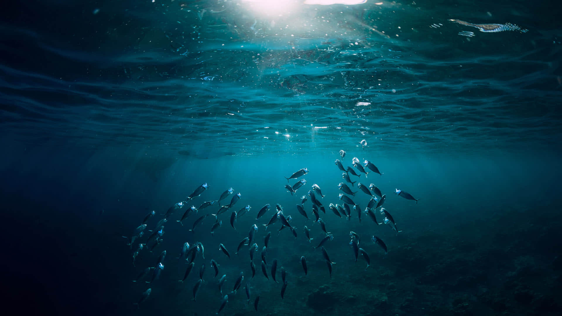 Ravenous Shark’s World Found in Maldives Ocean Know Interesting Facts in Hindi