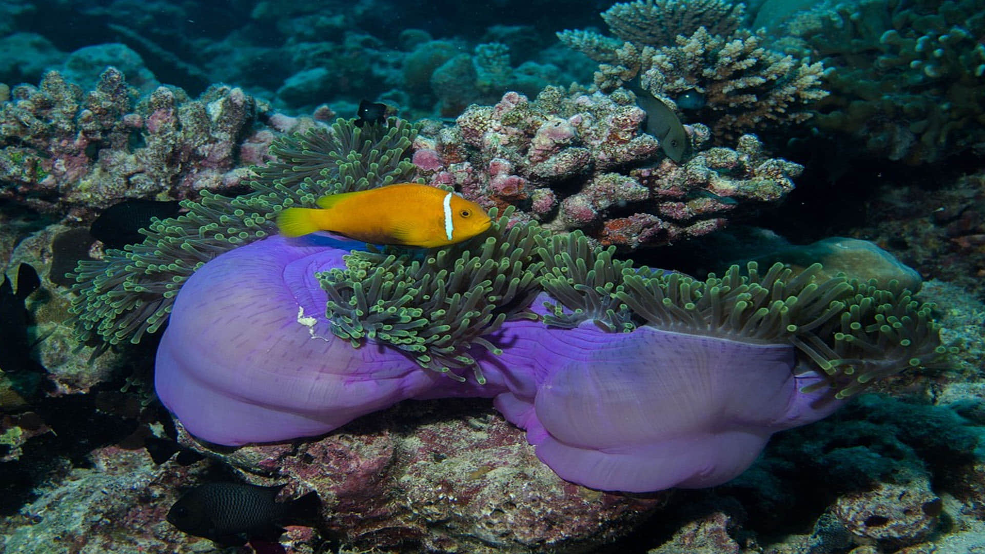 Ravenous Shark’s World Found in Maldives Ocean Know Interesting Facts in Hindi