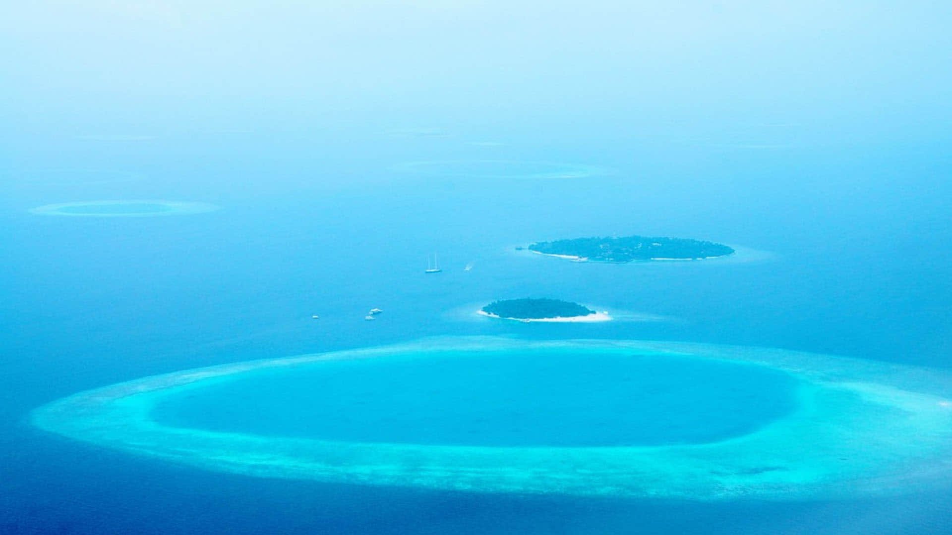 Ravenous Shark’s World Found in Maldives Ocean Know Interesting Facts in Hindi