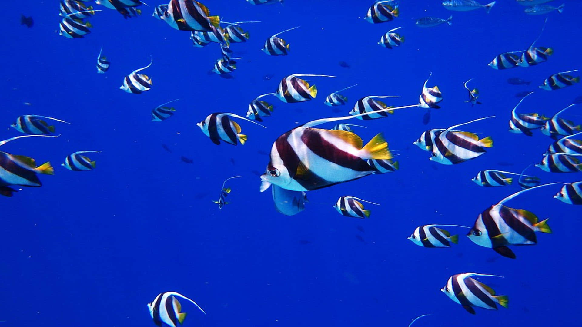 Ravenous Shark’s World Found in Maldives Ocean Know Interesting Facts in Hindi