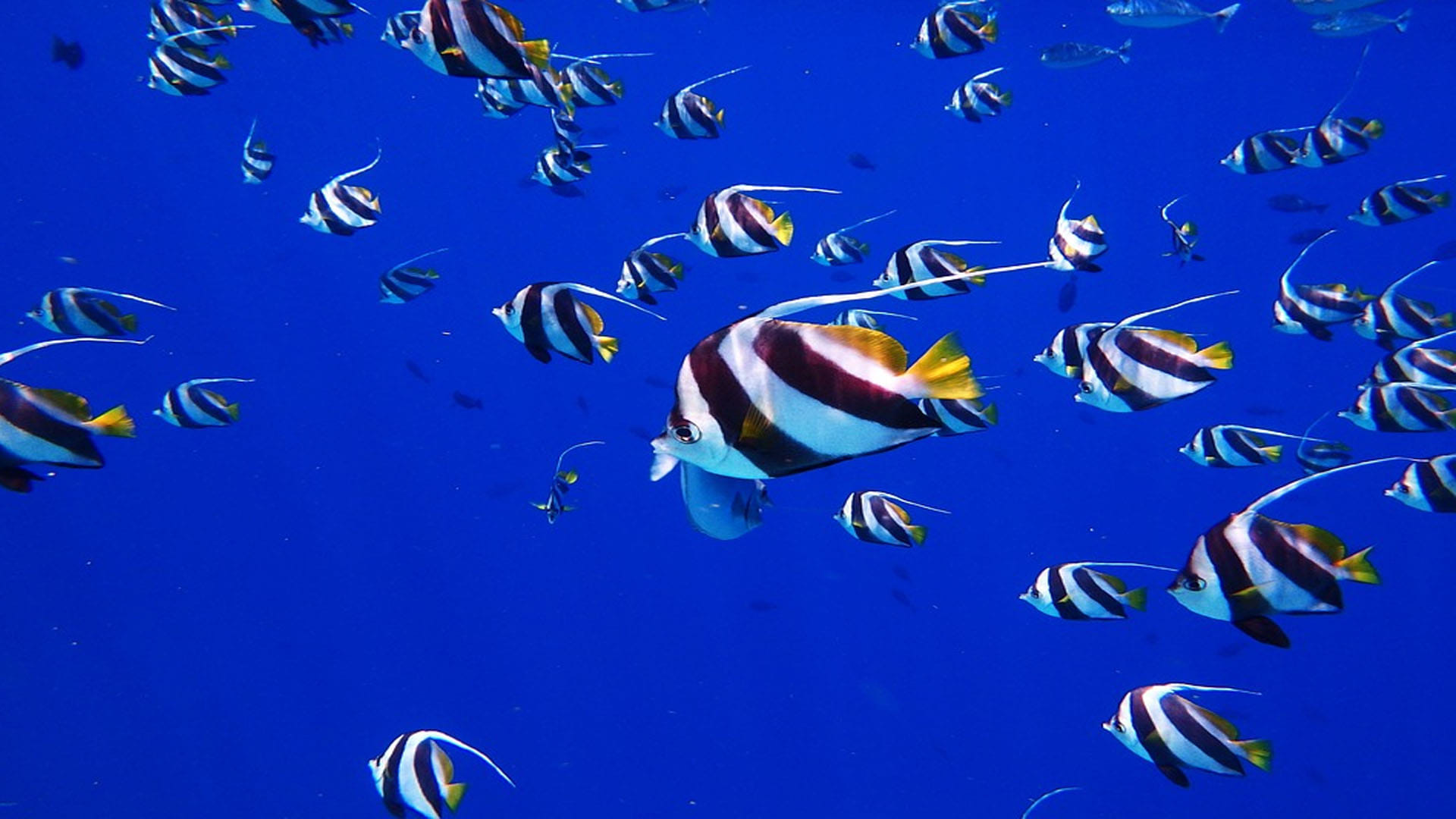 Ravenous Shark’s World Found in Maldives Ocean Know Interesting Facts in Hindi