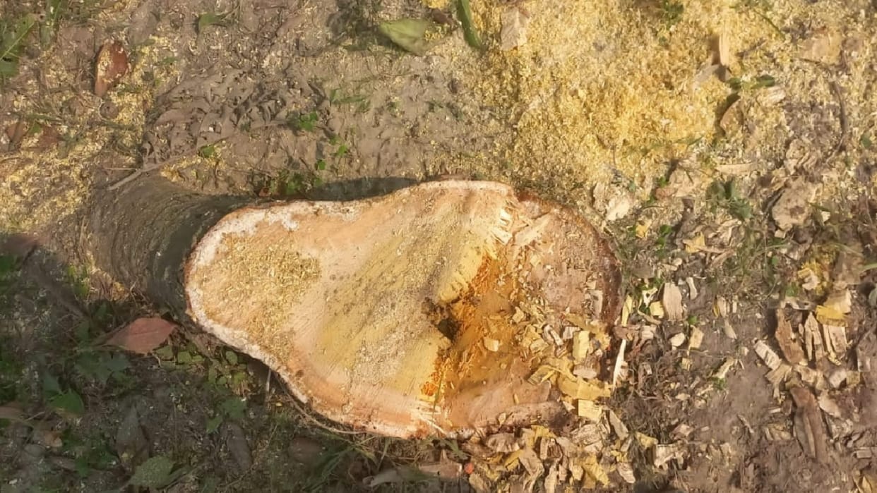 Saharanpur: Mango trees were being cut in the dark of night, forest department team raid