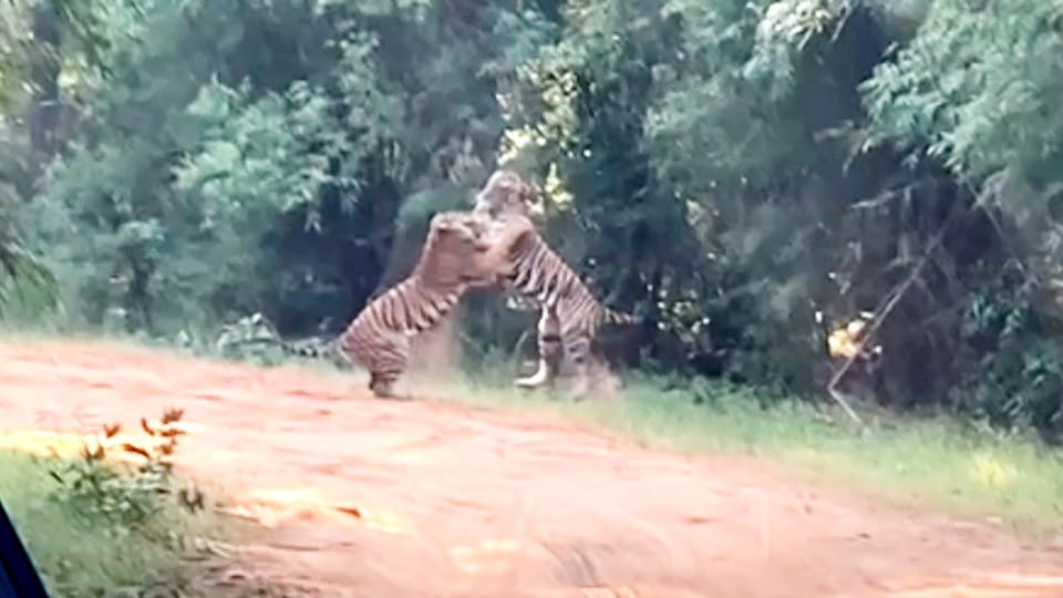 Bandhavgarh Tiger Reserve: Two cubs were seen playing in the forest of Magadhi Gate