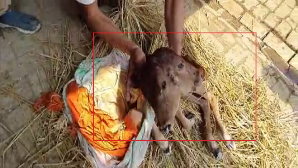 Cow gave birth to a unique calf in a village of Bijnor, see photos