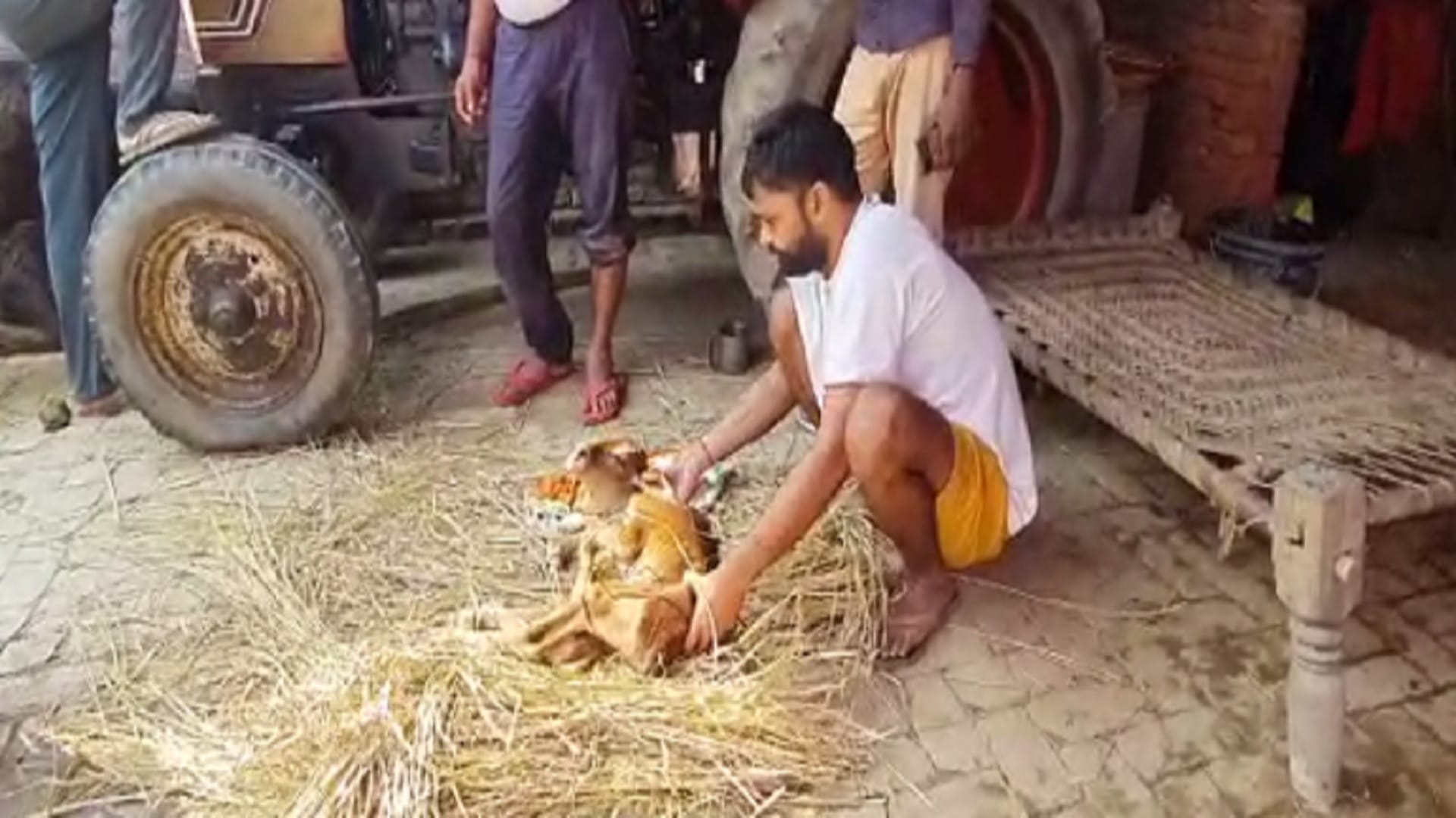 Cow gave birth to a unique calf in a village of Bijnor, see photos