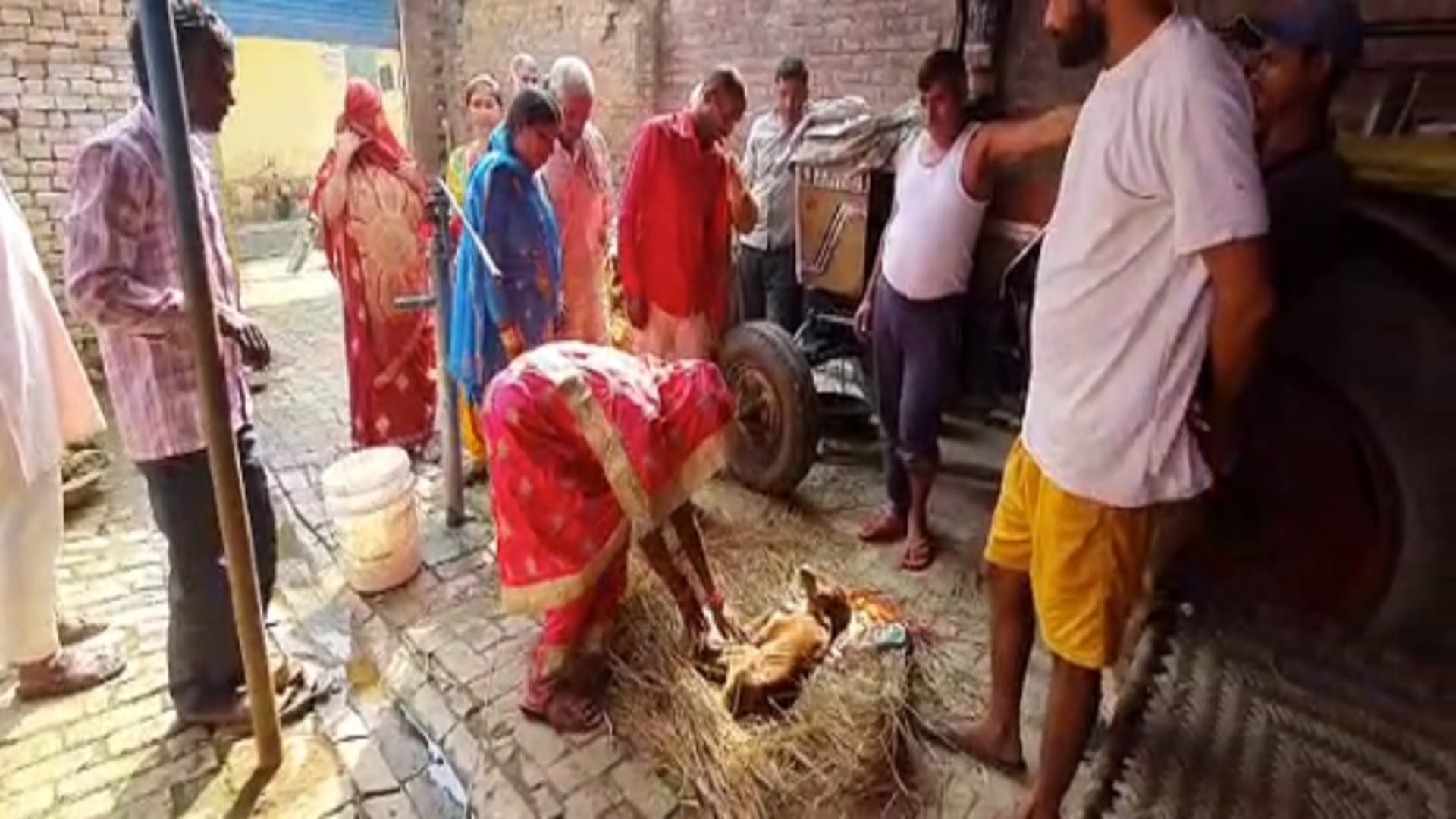 Cow gave birth to a unique calf in a village of Bijnor, see photos