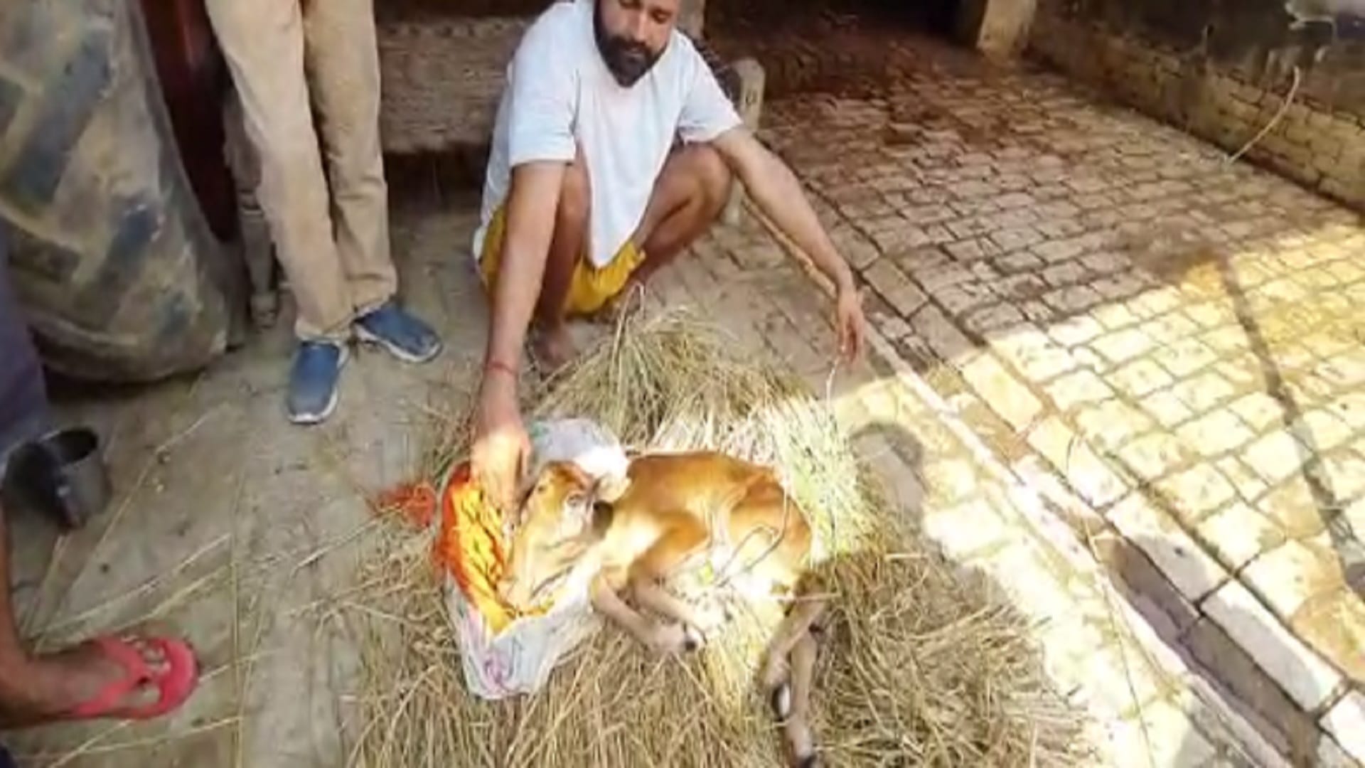 Cow gave birth to a unique calf in a village of Bijnor, see photos