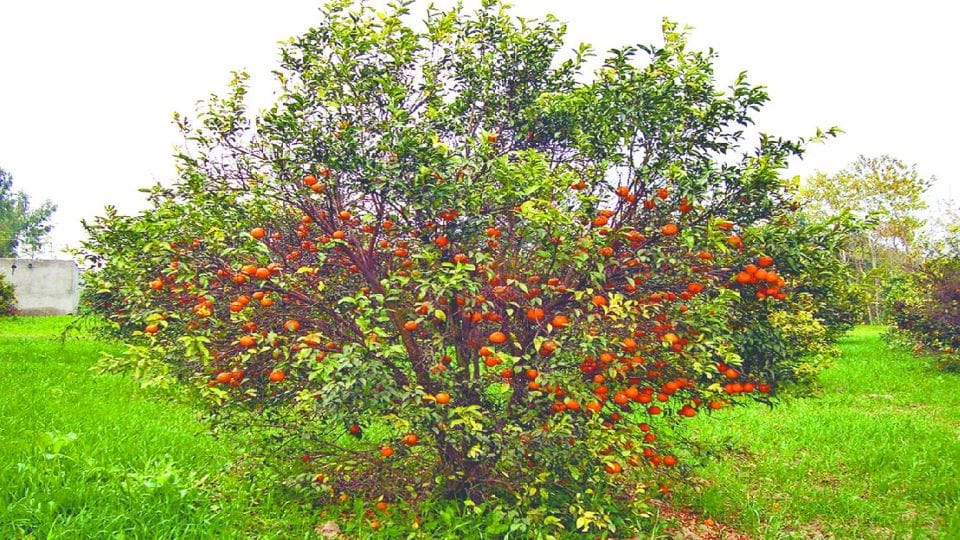 Kinnow production may decline by 25 percent in Punjab