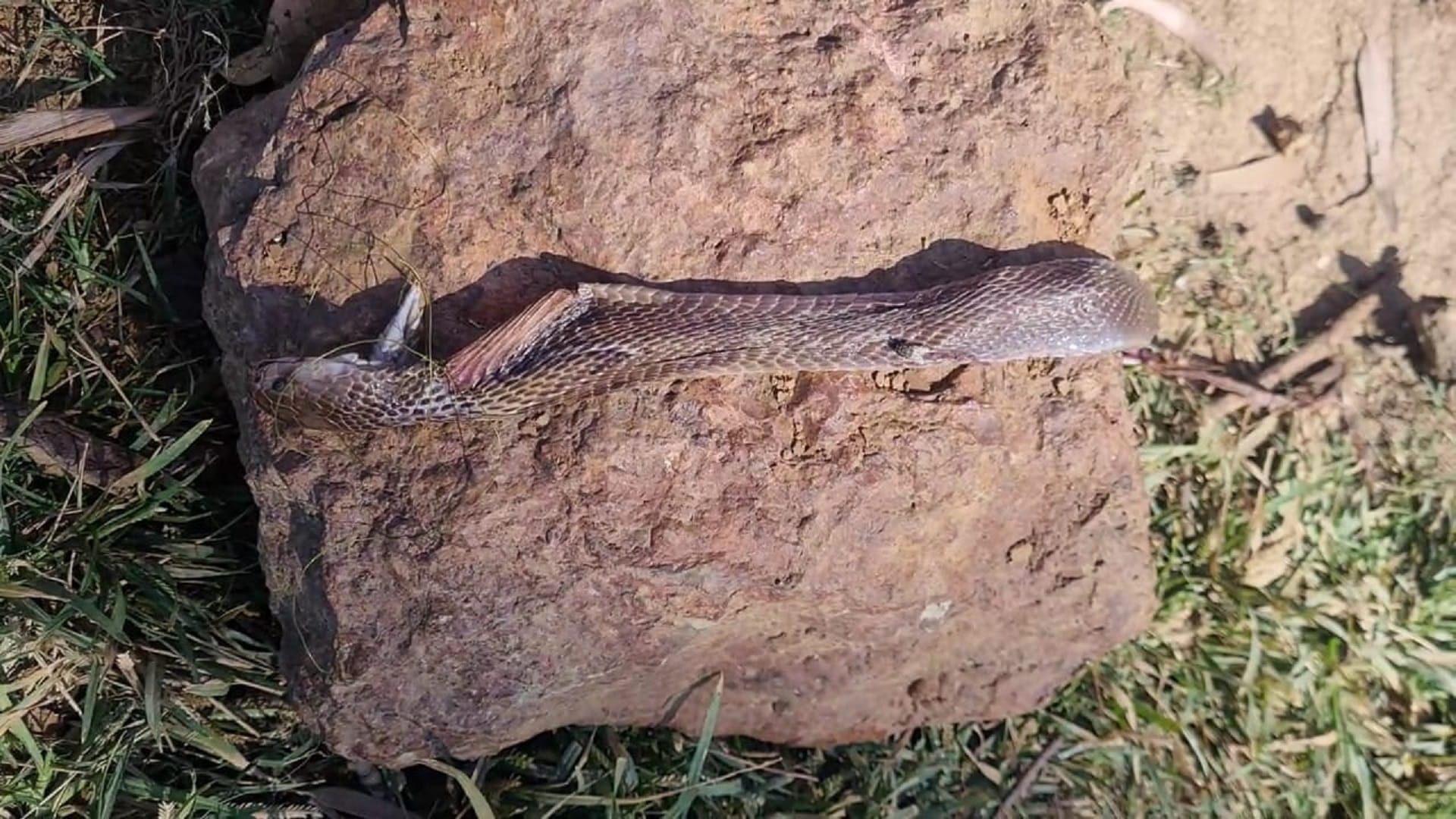 chhattisgarh child killed cobra snake by biting him with his teeth
