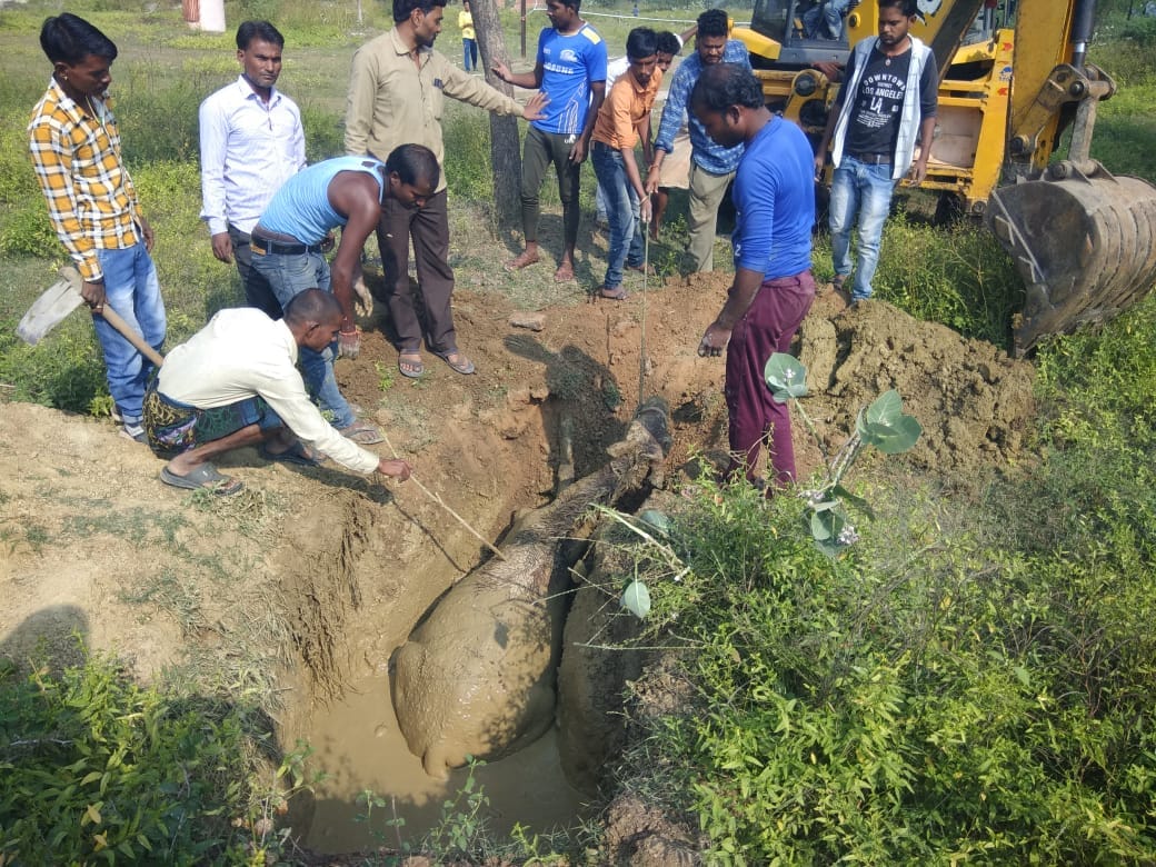 Damoh News: Horse fell in 10 feet deep drain, it took four hours to get it out