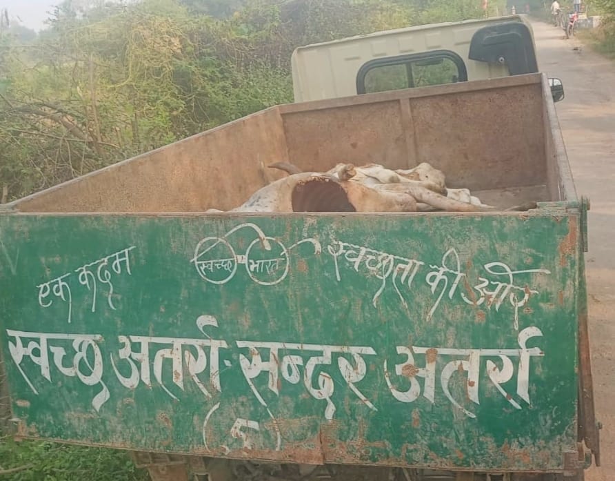 Banda: Three cows and dead were found in Kanha Gaushala