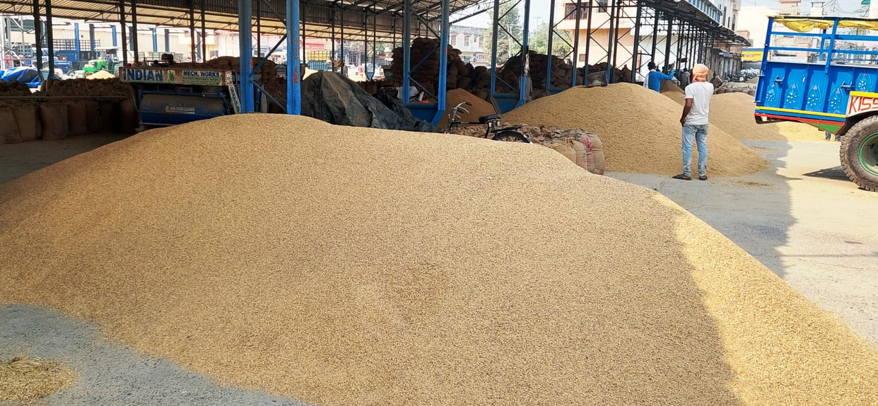 Paddy procurement stalled for three days in Ladwa Anaj Mandi, Kurukshetra