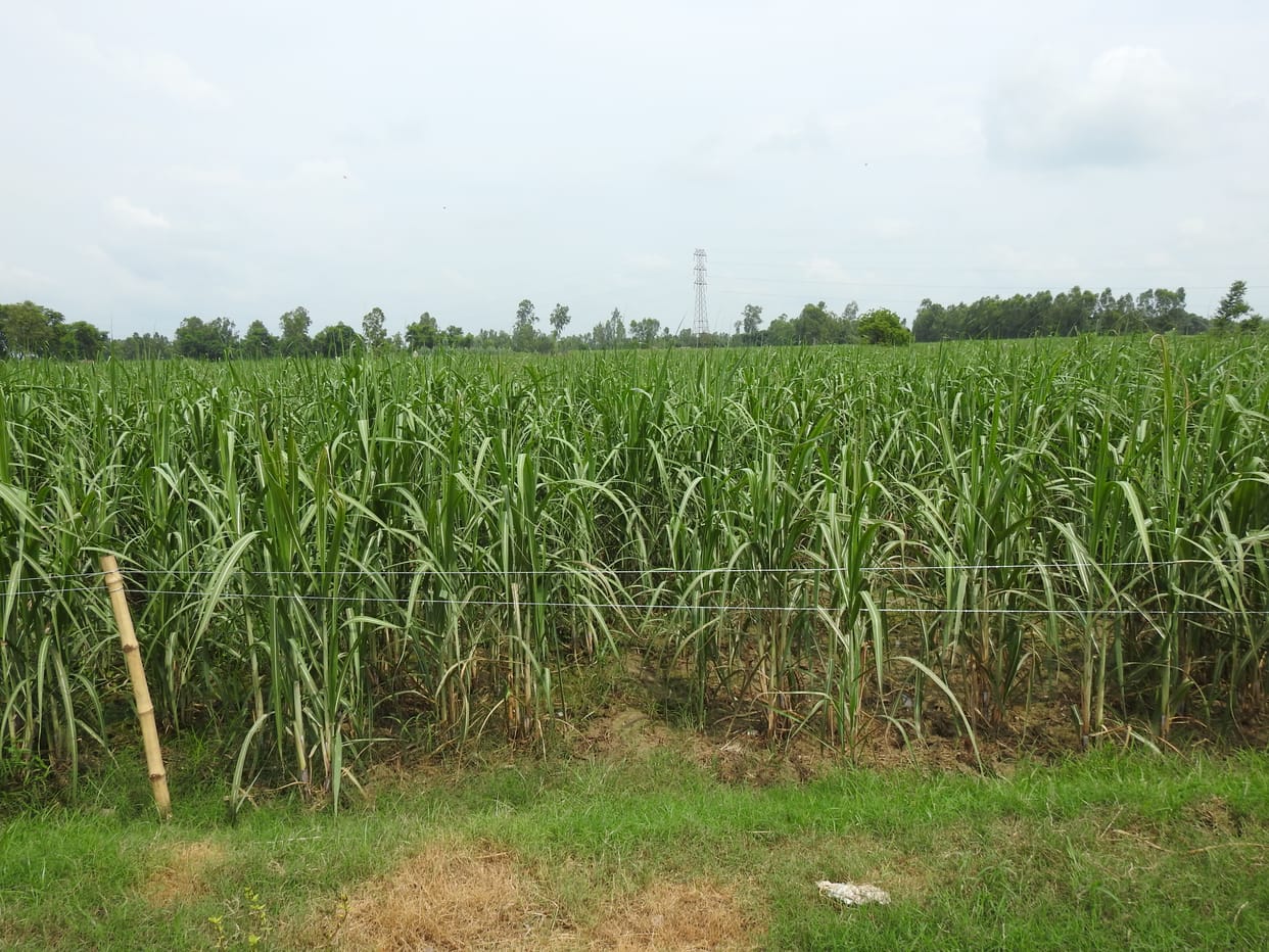 sugar cane