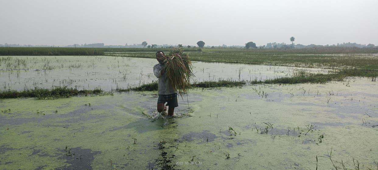 120 bighas of crops submerged in nine villages