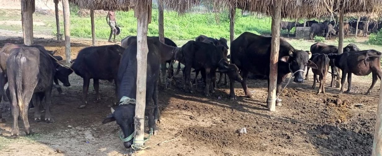 Kanpur Dehat: Even after the ban, the animal market in Rurgaon, the investigation handed over on the instructions of the DM