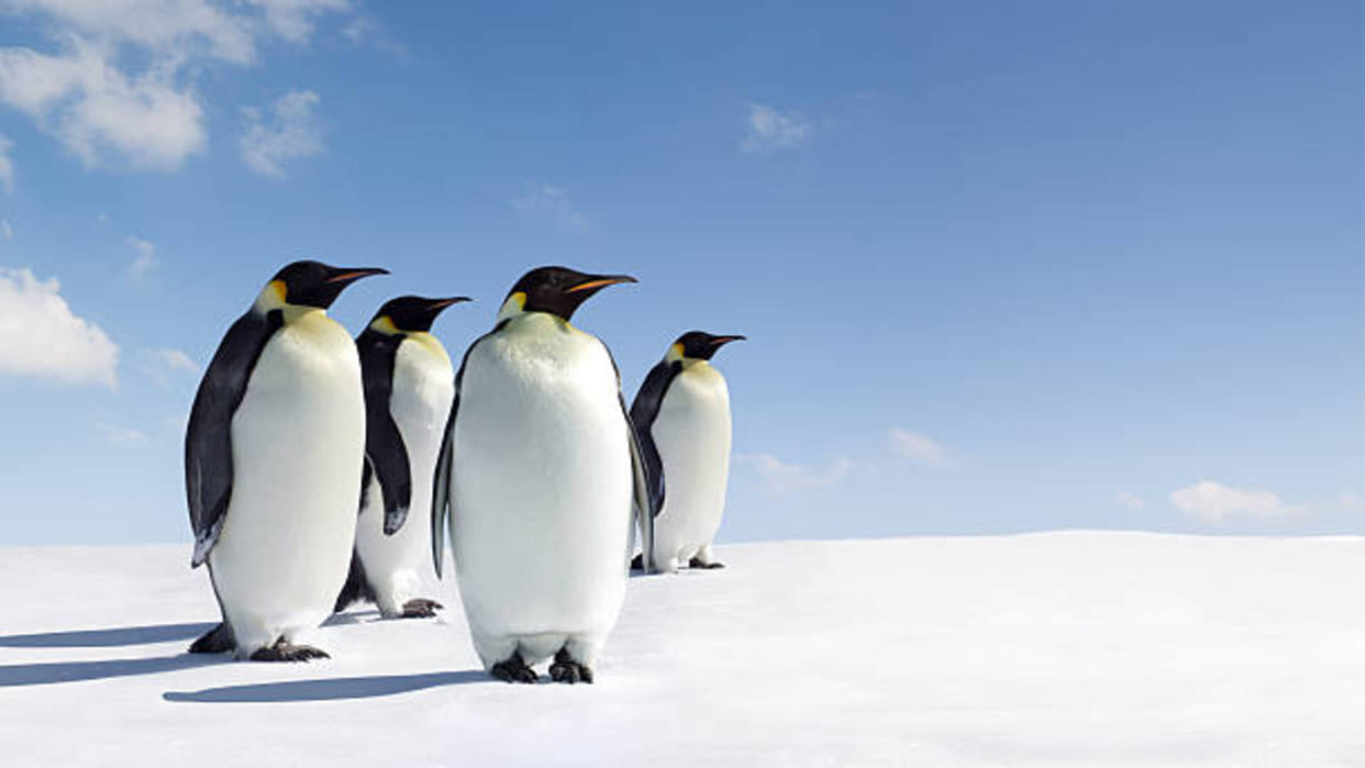 Why Antarctica Penguin Population Decreasing Know Reasons Behind it
