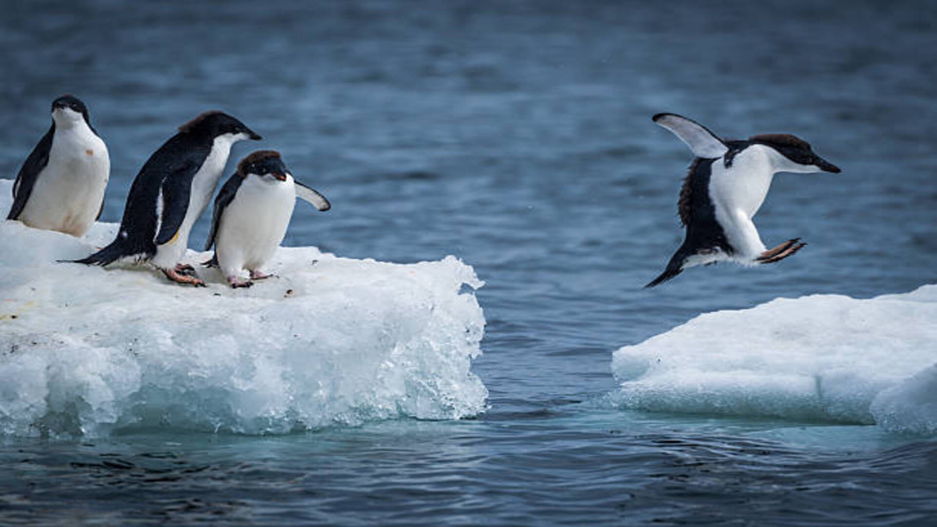 Why Antarctica Penguin Population Decreasing Know Reasons Behind it