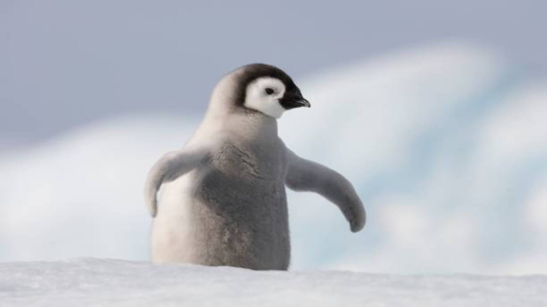 Why Antarctica Penguin Population Decreasing Know Reasons Behind it