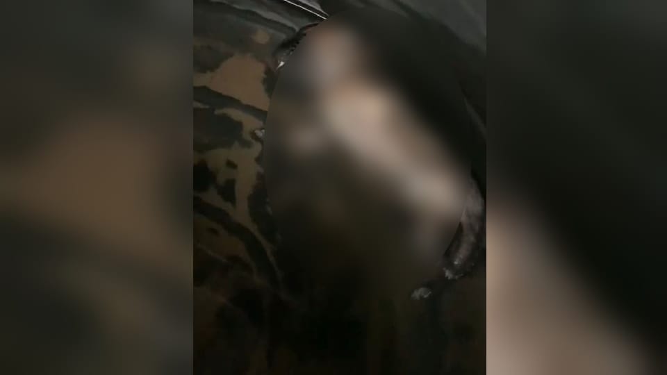 Puppy killed by drowning in a water tank, case registered