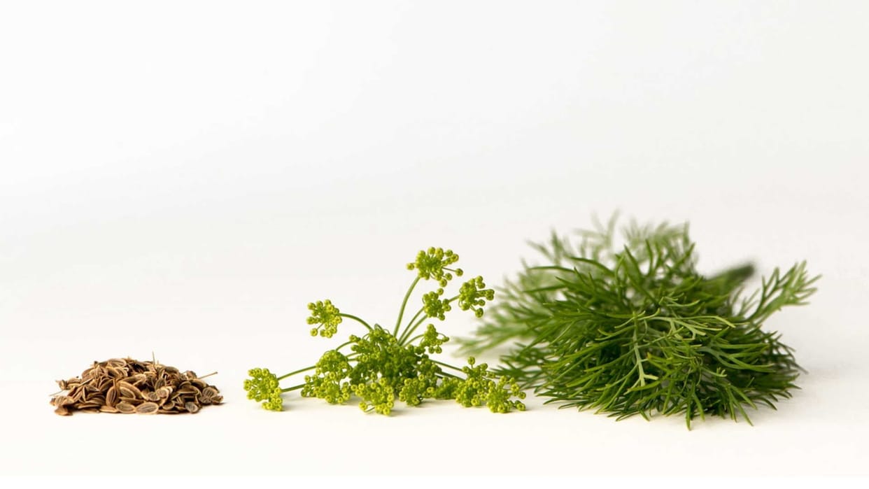 Dill Seeds Benefits For Diabetes, Dill Nutrition Benefits and Uses in hindi