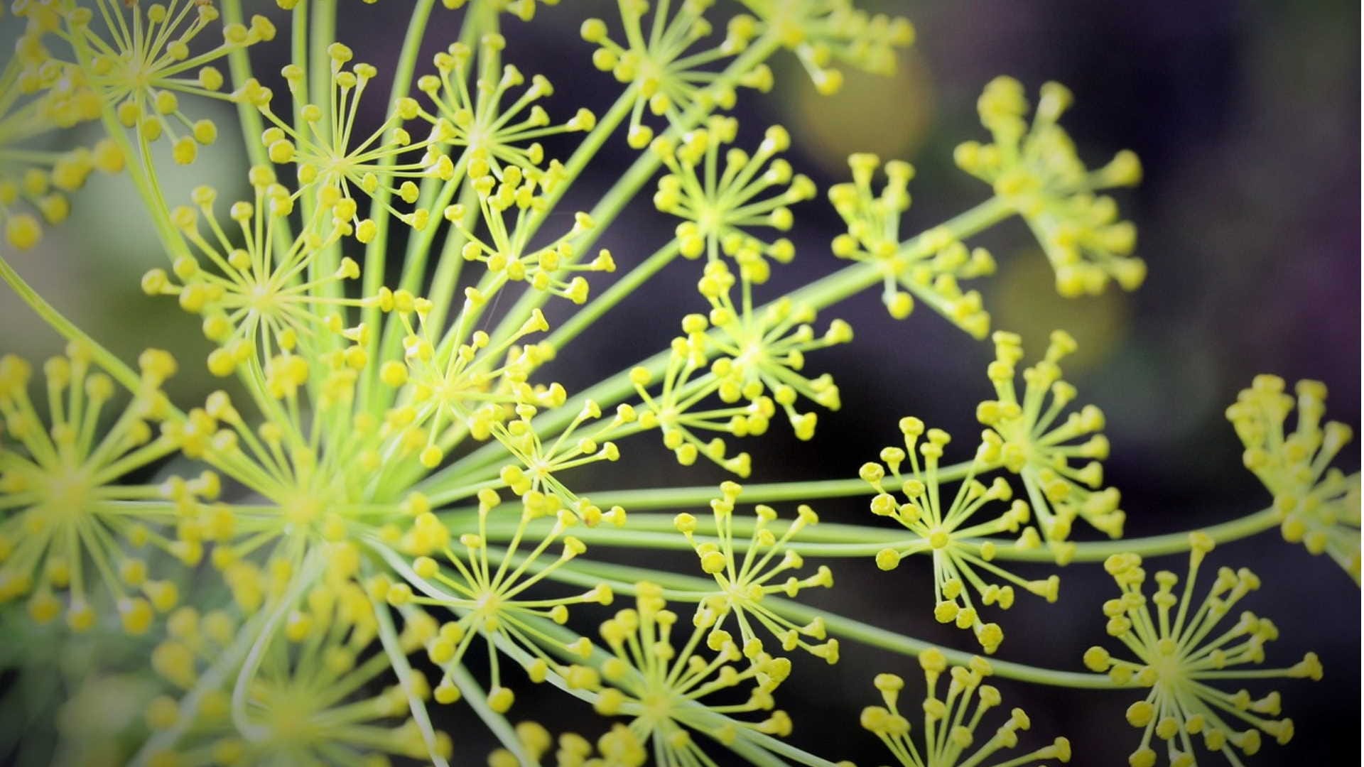 Dill Seeds Benefits For Diabetes, Dill Nutrition Benefits and Uses in hindi
