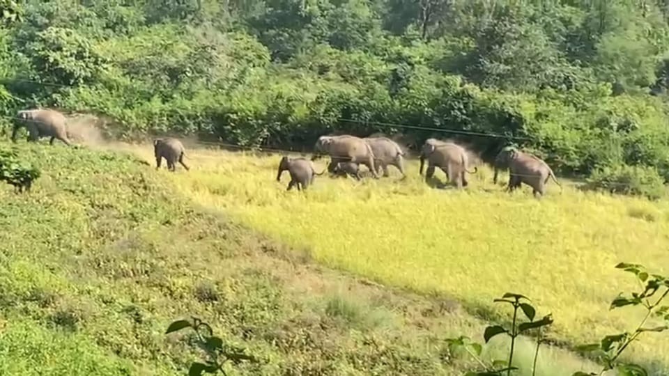 Uttarakhand lansdowne News : Angry Group of elephants destroy crops Video Viral