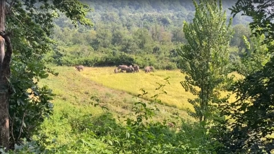 Uttarakhand lansdowne News : Angry Group of elephants destroy crops Video Viral