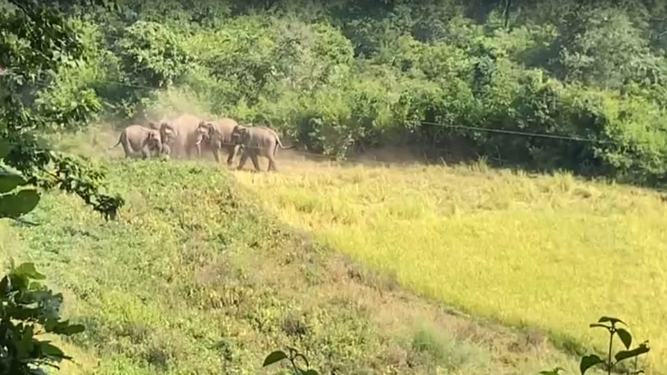 Uttarakhand lansdowne News : Angry Group of elephants destroy crops Video Viral